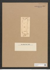 Amphiprora nitschia O'Meara (de-Toni-Nr.: Genus 29, Species 1347) Zeichnungen Sammlung Grunow Nr. 2572 (NHMW-BOT-W0369757)